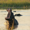 Africa Mosaic Safaris - Botswana